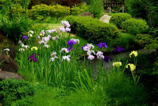 Японские ирисы хана-шобу (Iris ensata) чаще всего размещают в качестве главных звезд композиций на берегах водоемов Японские ирисы хана-шобу (Iris ensata) чаще всего размещают в качестве главных звезд композиций на берегах водоемов