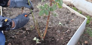 Когда и как проводится обрезка?