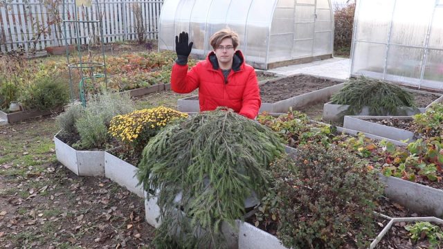 Как укрыть крупнолистную гортензию на зиму? Как укрыть крупнолистную гортензию на зиму?