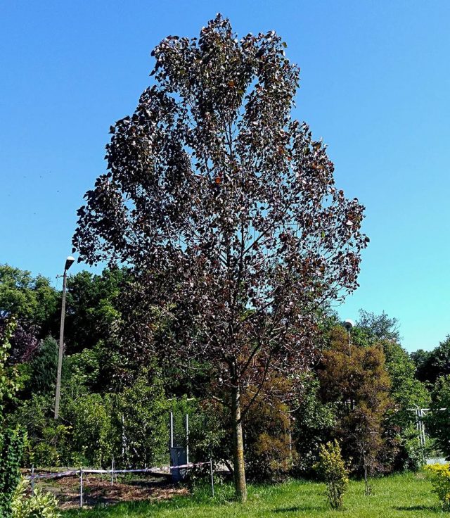 Тополь дельтовмдный (Populus deltoides), сорт «Пурпл Тауэр» (Purple Tower) Тополь дельтовмдный (Populus deltoides), сорт «Пурпл Тауэр» (Purple Tower)