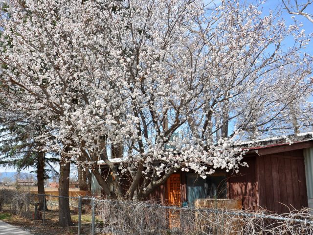 Абрикос (Prunus armeniaca) Абрикос (Prunus armeniaca)