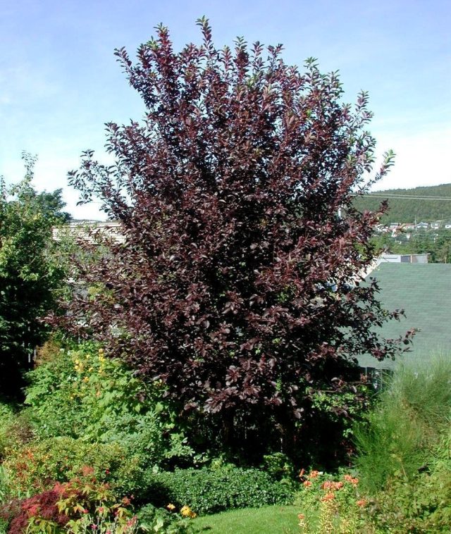 Черемуха краснолистная (Prunus virginiana), сорт «Шуберт» (Shubert) Черемуха краснолистная (Prunus virginiana), сорт «Шуберт» (Shubert)