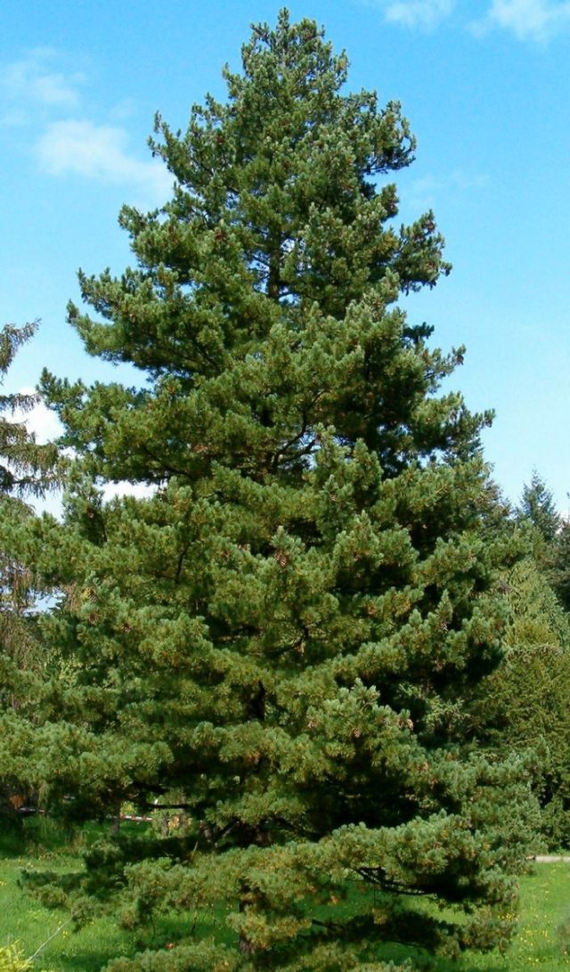 Сосна румелийская (Pinus peuce) Сосна румелийская (Pinus peuce)