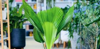 Ликуала — веерная пальма с непростым характером