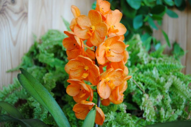 Орхидея аскоценда — более выносливая альтернатива вандам