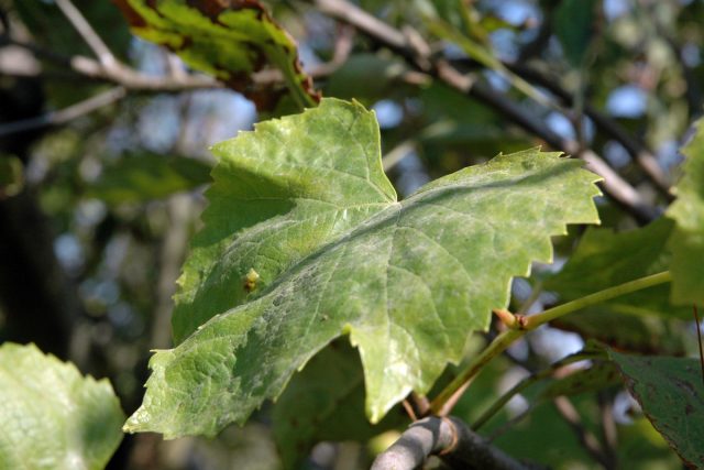 Оидиум, или Мучнистая роса, на виноградном листе