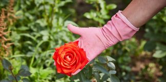 Особенности выращивания роз на срезку в открытом грунте