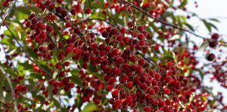 Периодичность плодоношения, или Нужно ли радоваться сверхурожаю?