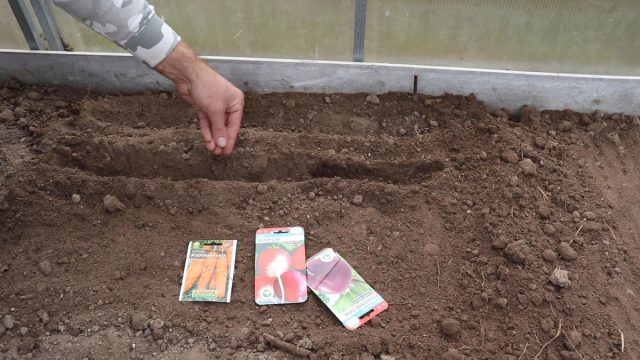 Сажаем корнеплоды Сажаем корнеплоды