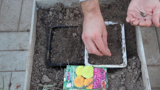 Сажаем цветы Сажаем цветы