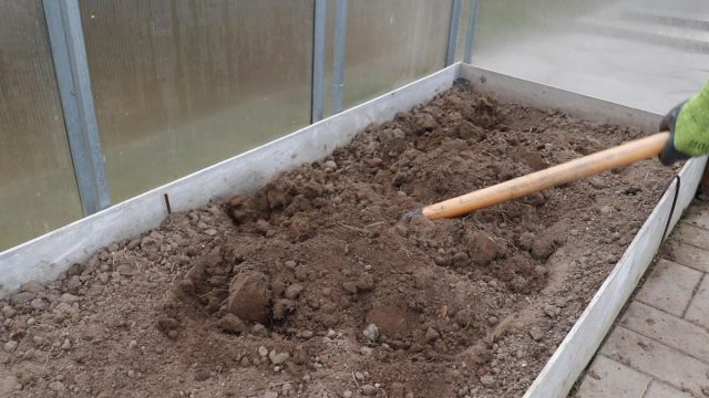 Подготовка грядки проводится как обычно Подготовка грядки проводится как обычно