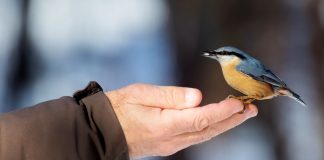 Птицы зимнего сада, с которыми должен подружиться каждый садовод