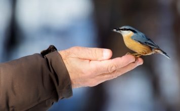Птицы зимнего сада, с которыми должен подружиться каждый садовод