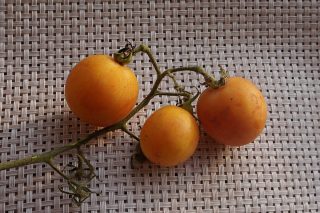 Томат «Оранжевый Персик»