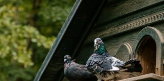 Особенности содержания голубей в домашнем хозяйстве