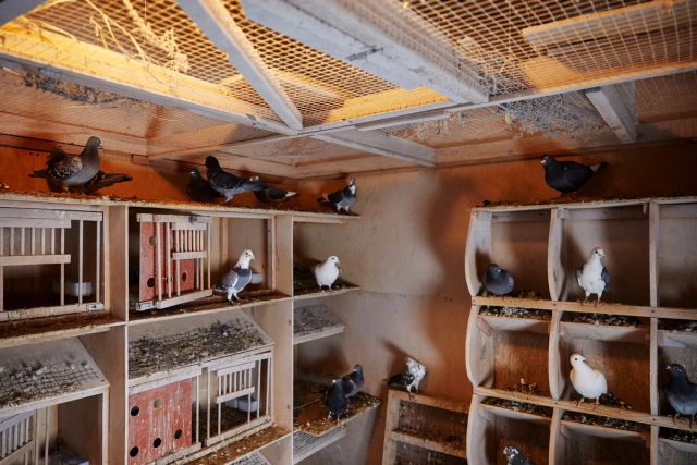 Чаще всего для содержания и разведения голубей используют чердачные помещения