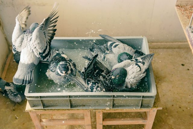 Для купания птиц нужно ставить ванночки или поддоны с чистой водой