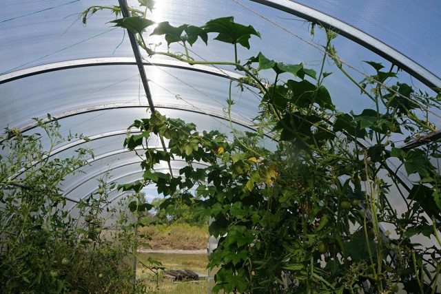 Кассабанана (Sicana odorifera) в теплице Кассабанана (Sicana odorifera) в теплице