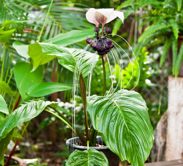 Белая летучая мышь, или Такка цельнолистная (Tacca integrifolia) Белая летучая мышь, или Такка цельнолистная (Tacca integrifolia)
