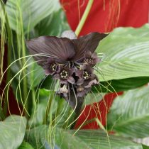 Черная летучая мышь, черная лилия, такка Шантрье (Tacca chantrieri)
