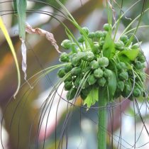 Такка перистонадрезанная (Tacca leontopetaloides) Такка перистонадрезанная (Tacca leontopetaloides)