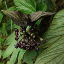 Такка пальчато-надрезанная (Tacca palmatifida) Такка пальчато-надрезанная (Tacca palmatifida)