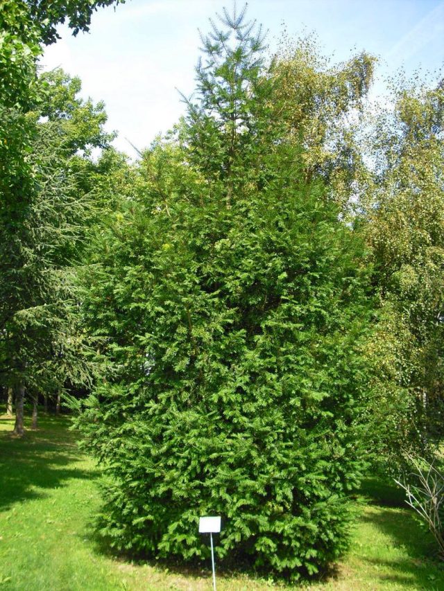 Торрея орехоносная (Torreya nucifera) Торрея орехоносная (Torreya nucifera)