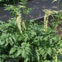 Клопогон европейский (Cimicifuga europaea, или Actaea europaea)