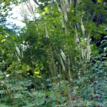 Клопогон борщевиколистный (Cimicifuga  heracleifolia)