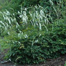 Клопогон простой (Cimicifuga simplex, или Actaea simplex)