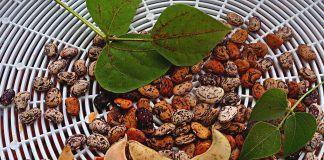 Уникальная фасоль лимская — мой опыт выращивания