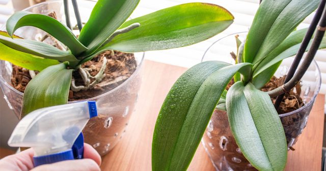 Подкормка по листу орхидеи фаленопсис