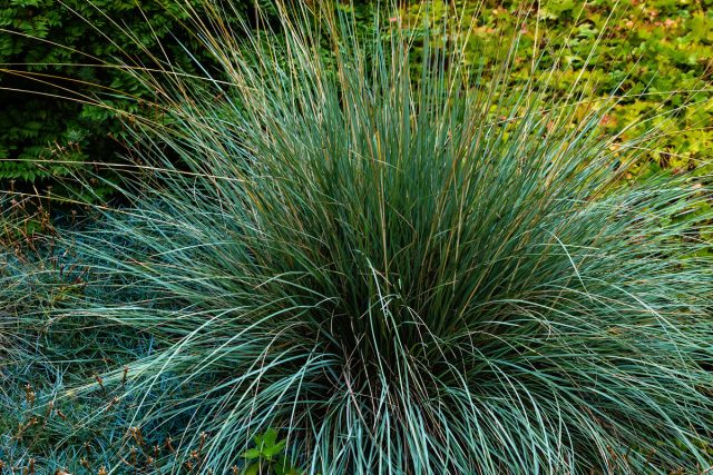 Овсяница сизая (Festuca glauca) Овсяница сизая (Festuca glauca)