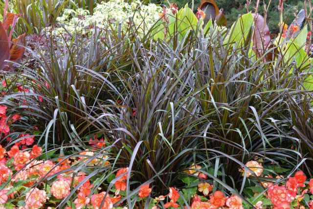 Африканское просо, или Перистощетинник американский (Pennisetum glaucum) Африканское просо, или Перистощетинник американский (Pennisetum glaucum)