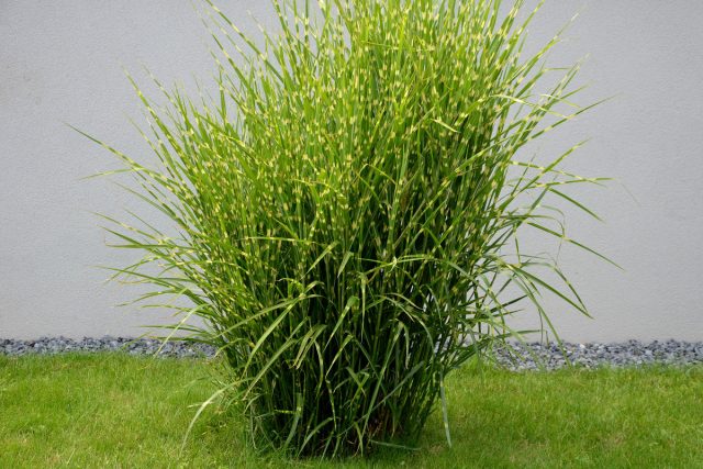 Мискантус китайский «Зебринус» (Miscanthus sinensis 'Zebrinus') Мискантус китайский «Зебринус» (Miscanthus sinensis 'Zebrinus')