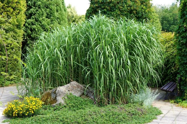 Мискантус гигантский (Miscanthus giganteus) Мискантус гигантский (Miscanthus giganteus)