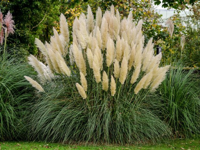 Кортадерия, или Пампасная трава (Cortaderia) Кортадерия, или Пампасная трава (Cortaderia)