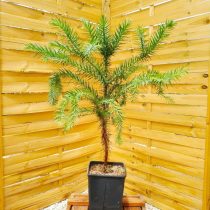Араукария узколистная, или бразильская, канделябровое дерево (Araucaria angustifolia) Араукария узколистная, или бразильская, канделябровое дерево (Araucaria angustifolia)