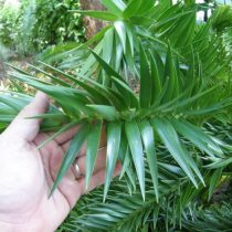 Араукария Ханстайна (Araucaria hunsteinii) Араукария Ханстайна (Araucaria hunsteinii)