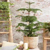 Араукария разнолистная (Araucaria heterophylla) Араукария разнолистная (Araucaria heterophylla)
