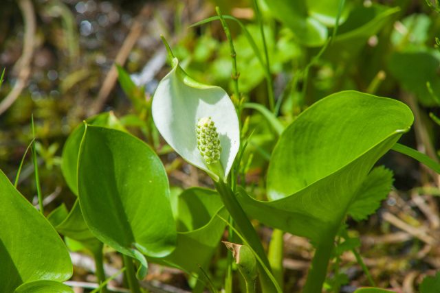 Белокрыльник болотный, или Болотная калла (Calla palustris L.) Белокрыльник болотный, или Болотная калла (Calla palustris L.)