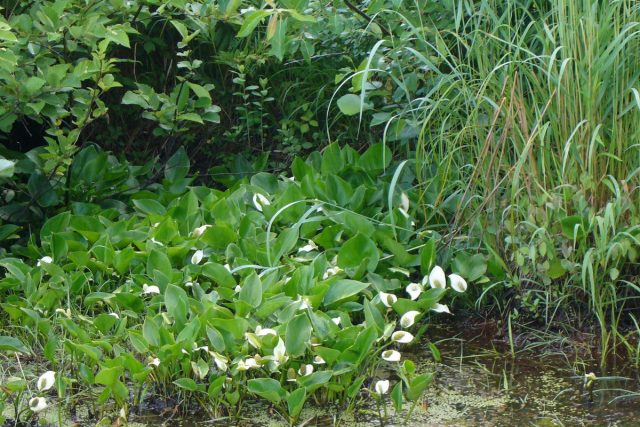 Белокрыльник болотный — растение которому необходимо много влаги