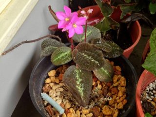 Бертолония пятнистая (Bertolonia maculata) Бертолония пятнистая (Bertolonia maculata)
