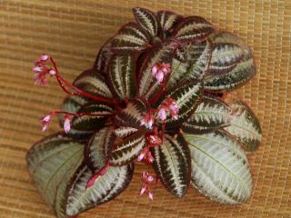 Бертолония мраморная (Bertolonia marmorata) Бертолония мраморная (Bertolonia marmorata)