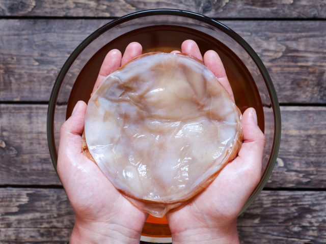 Чайный гриб, или Медузомицет (Medusomyces gisevii) Чайный гриб, или Медузомицет (Medusomyces gisevii)