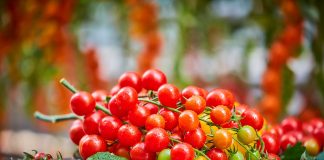 Дегустационный марафон - Агрофирма «Поиск» Дегустационный марафон