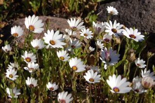 Диморфотека дождевая (Dimorphotheca pluvialis) Диморфотека дождевая (Dimorphotheca pluvialis)