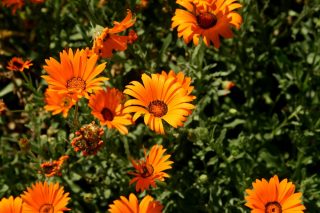 Диморфотека выемчатая (Dimorphotheca sinuata) Диморфотека выемчатая (Dimorphotheca sinuata)