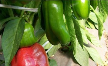 Перец сладкий «Испанский бык»