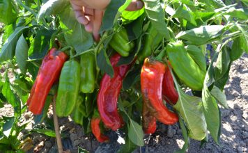 Перец сладкий «Какаду F1»